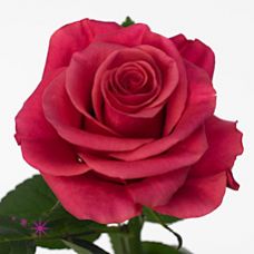Rosa tacazzi