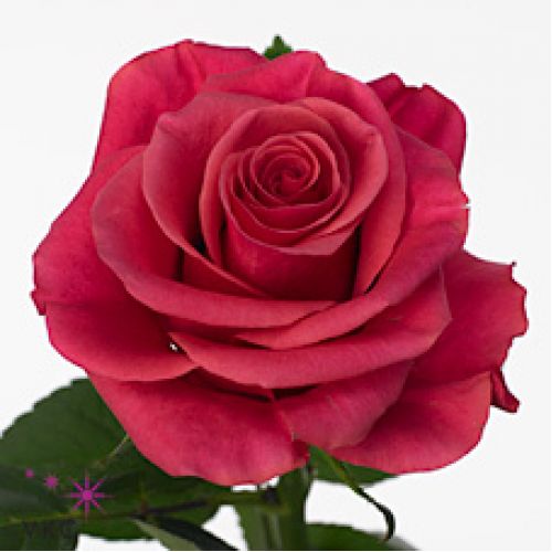 Rosa tacazzi