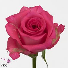 Rosa taiga