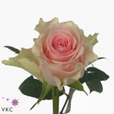 Rosa top gear