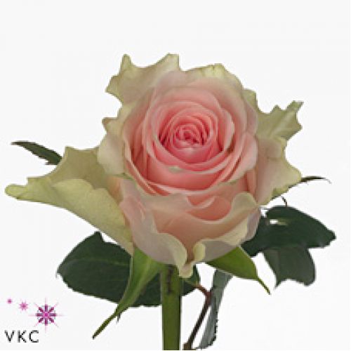 Rosa top gear