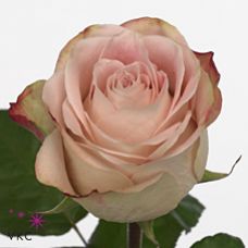 Rosa upper secret