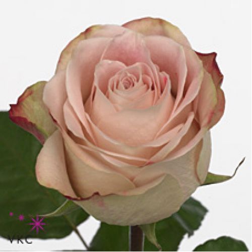 Rosa upper secret