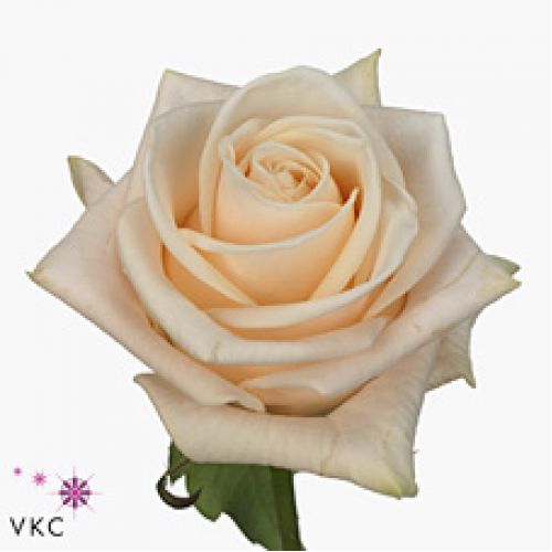 Rosa wedding rose
