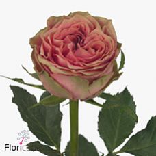 Rosa wild look