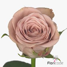 Rosa cappuccino