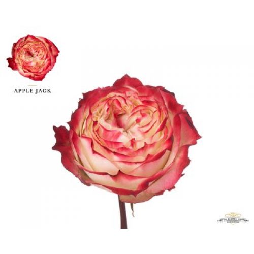 Rosa garden apple jack