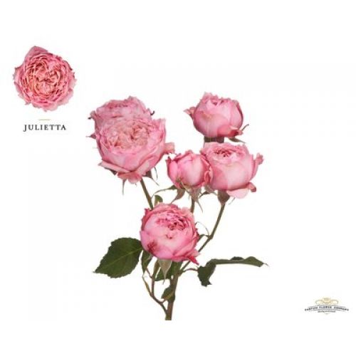Rosa garden julietta