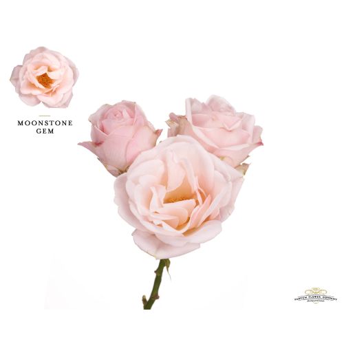 Rosa garden moonstone