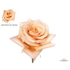 Rosa garden mother of pearl