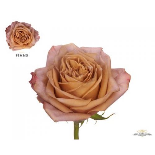 Rosa garden pimms