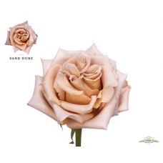 Rosa garden sand dune