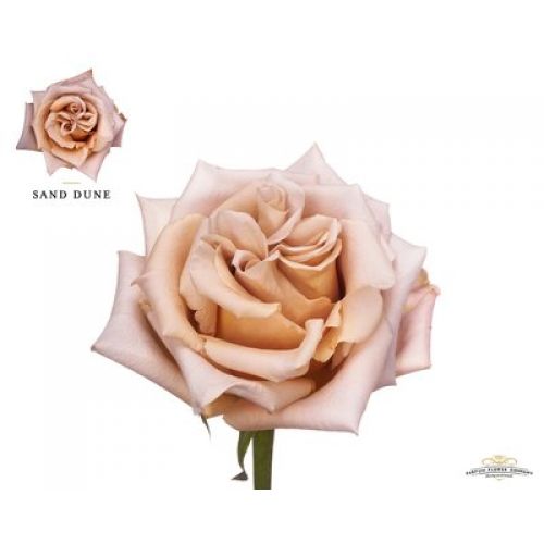 Rosa garden sand dune