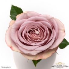 Rosa garden silver plate