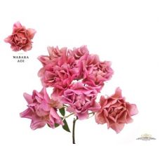 Rosa garden wabara aoi