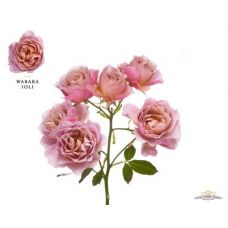 Rosa garden wabara loli