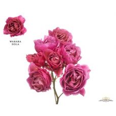 Rosa garden wabara sola