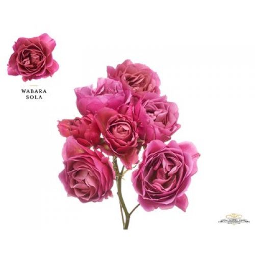 Rosa garden wabara sola