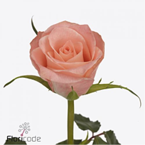 Rosa valerie