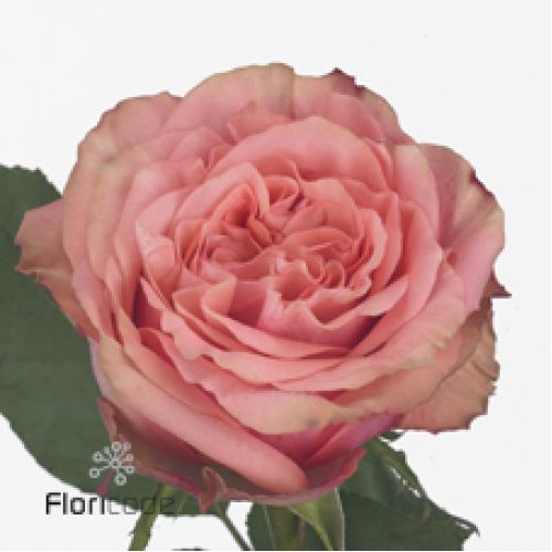 Rosa wild love