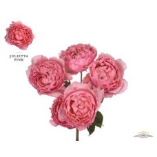 Rosa garden julietta spray