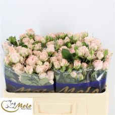 Rosa bombastic