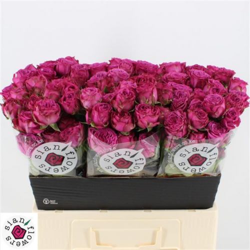 Rosa classic sensation