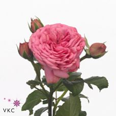 Rosa garden pink piano