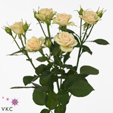 Rosa jelena