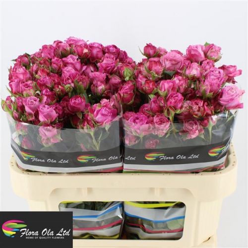 Rosa lady bombastic