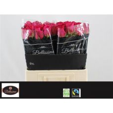 Rosa pink floyd