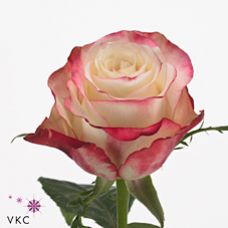 Rosa sweetness