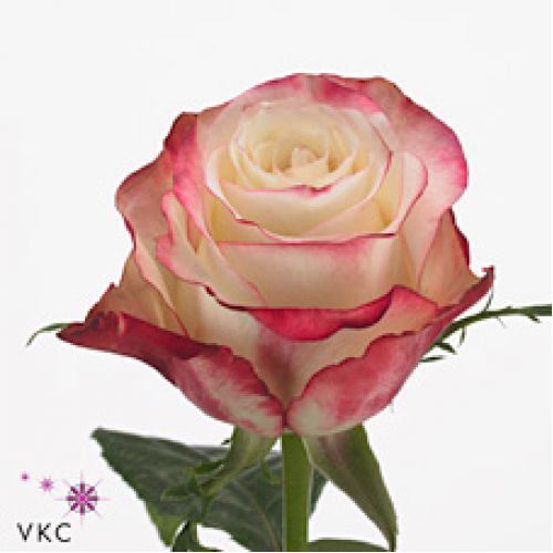 Rosa sweetness