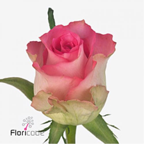 Rosa african jewel