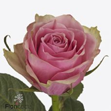 Rosa athena royale