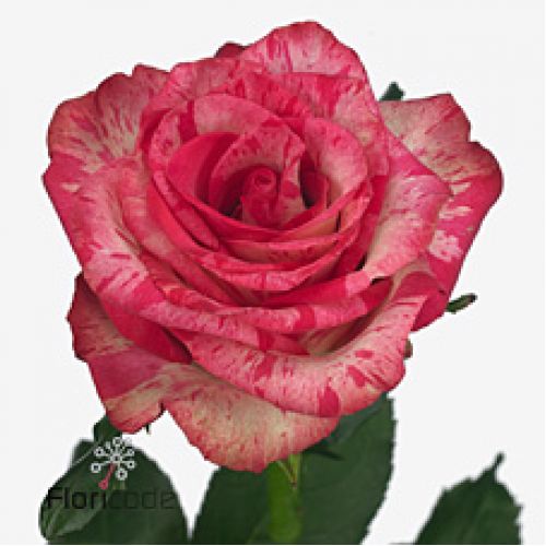 Rosa barracuda