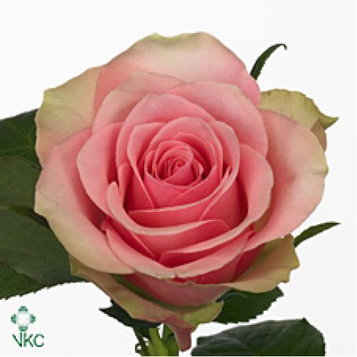 Rosa belle rose