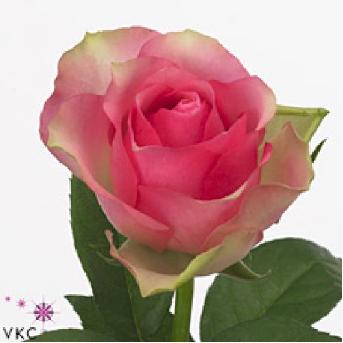 Rosa bellevue
