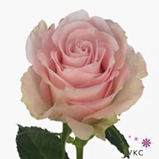 Rosa bisou