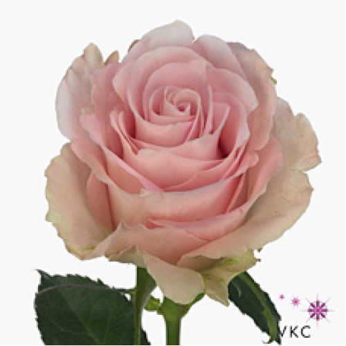 Rosa bisou