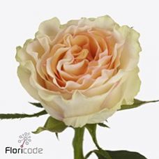 Rosa brinessa