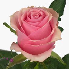 Rosa celeb