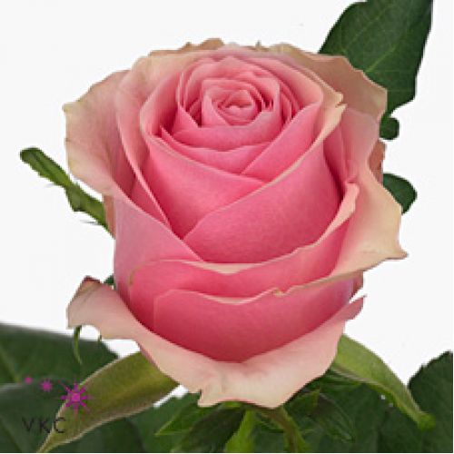 Rosa celeb