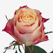 Rosa chapeau