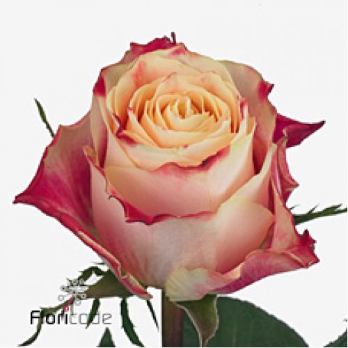 Rosa chapeau