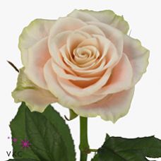 Rosa charmant