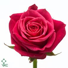 Rosa cherry-o