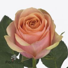 Rosa dividend