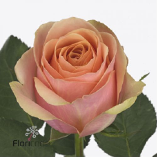 Rosa dividend