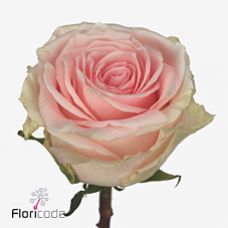 Rosa duchesse